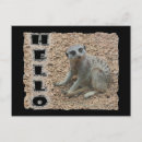 Recherche de oies sauvages cartes postales Animal