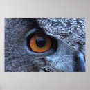 Recherche de oeil posters Animal