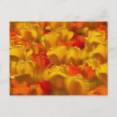 Zoek naar keukenhof tuinen briefkaarten Bloemen