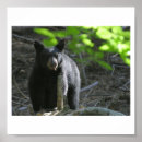 Recherche de forêt noire posters Ours