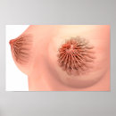 Recherche de reproducteur posters Pièces de corps humain