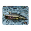 Zoek naar vissers magneten Zalm