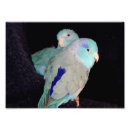 Zoek naar papegaai foto posters Blauw