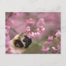 Zoek naar pug briefkaarten Bloemen