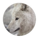 Recherche de loup gris planches à découper Nature