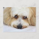 Recherche de museau cartes postales Partie du corps animal