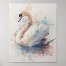 Zoek naar zwanen posters Natuur