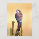 Recherche de crécerelle américaine cartes postales Oiseau