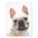 Recherche de copie animale photographie Chien