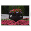 Zoek naar rode petunia posters Roze