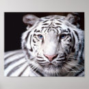 Zoek naar witte tijgers posters Wilde katten