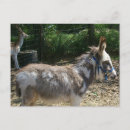 Recherche de mule photographie Ânes