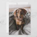 Zoek naar miniatuur kaarten Huisdieren