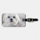 Recherche de tzu shih accessoires Blanc