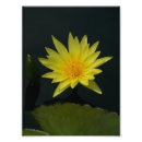 Recherche de lotus photographie Eau