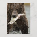 Zoek naar bruine beer briefkaarten Ursus arctos