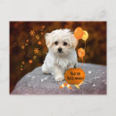 Recherche de chiot de vacances cartes postales Adorable