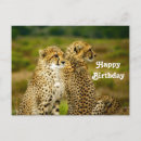 Recherche de mammifère joyeux cartes postales Animal