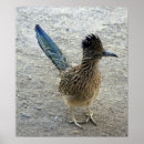 Recherche de roadrunner posters Animaux