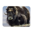 Recherche de veau magnets Faune