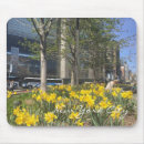 Recherche de jonquilles tapis souris Photographie