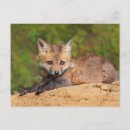 Recherche de animaux de bébé cartes postales Renard roux