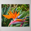 Recherche de fleur de grue posters Oiseau de paradis