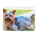 Recherche de races magnets Chiot