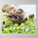 Zoek naar eend posters Babydieren