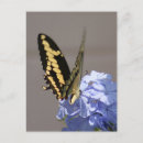 Recherche de images de papillons cartes postales Monarque