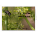 Recherche de mouche photographie Insecte