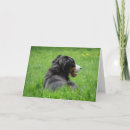 Recherche de bmd vœux cartes Animal