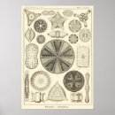 Recherche de diatom posters Haeckel