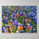 Recherche de de lupin posters Lupines