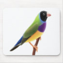 Recherche de pinsons tapis souris Faune