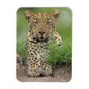 Recherche de afrique sud magnets Nature