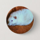 Zoek naar ratten knoop buttons Dieren