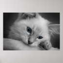 Recherche de black cat posters White