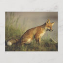 Recherche de petit renard cartes postales Animal