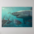 Recherche de grand requin blanc posters Mer