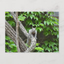 Recherche de squirrel cartes postales Mignon