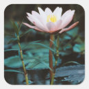 Recherche de plantes aquatiques autocollants Fleur