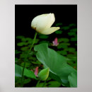 Recherche de fleur de lotus rose posters Vert
