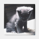 Recherche de curiosité magnets Chat domestique