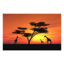 Zoek naar afrikaanse zonsondergang posters Safari