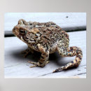 Recherche de froggie photographie Grenouille