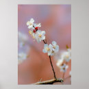 Recherche de abricot posters Fleur