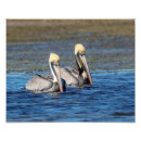 Recherche de oiseaux marins posters Animal