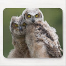 Recherche de hibou à cornes tapis souris Nature