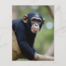 Recherche de chimpanzé drôle cartes postales Faune